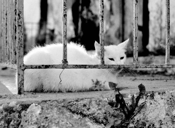 ..cat..