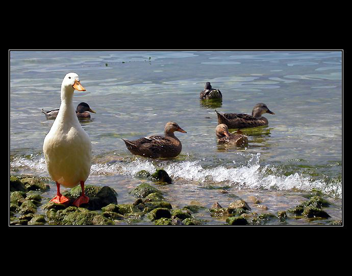 Husička a kačenky u Lago di Garda