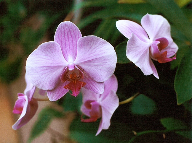 Orchidej