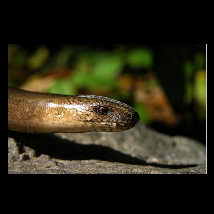 * Anguis fragilis