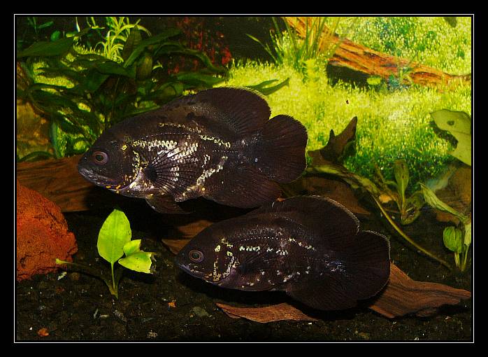 Ocelatus