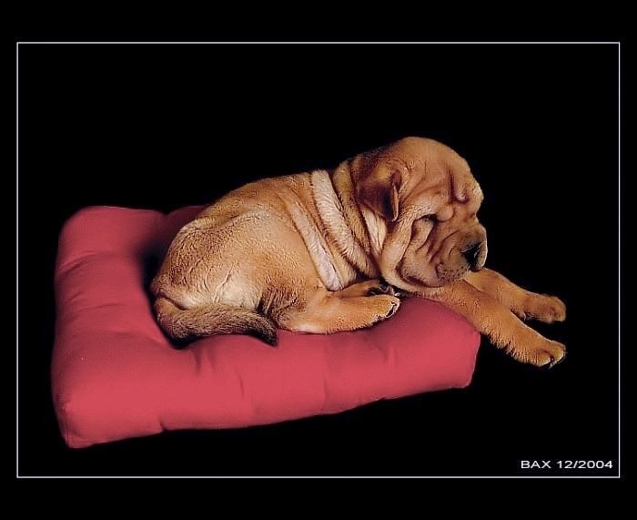 Bax