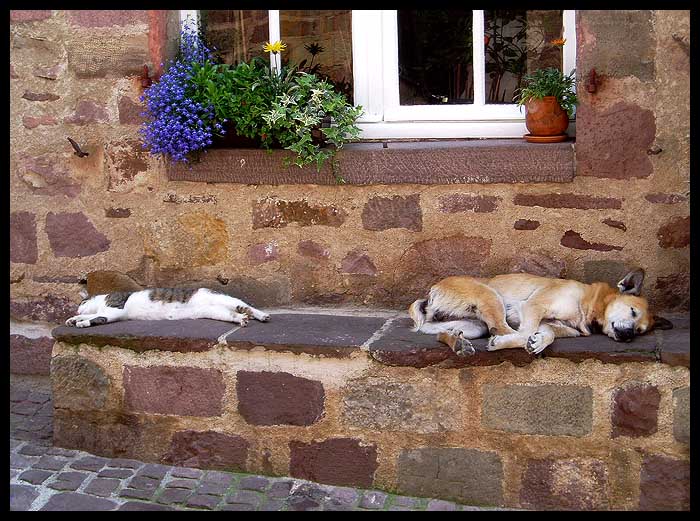 Jak pejsek s kočičkou odpočívali