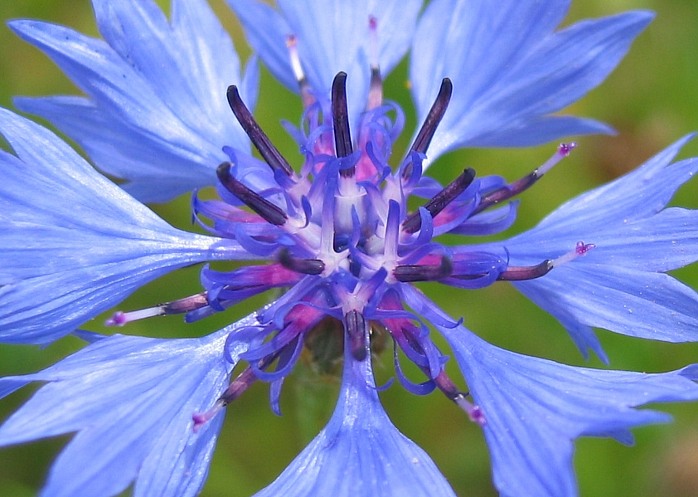 Centaurea cyanus