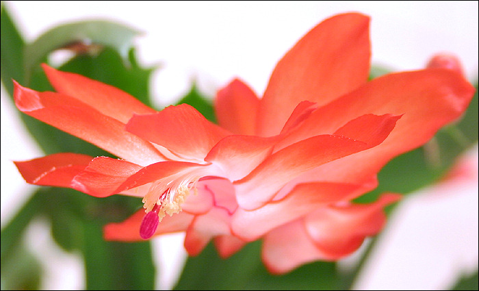 *XMAS cactus*