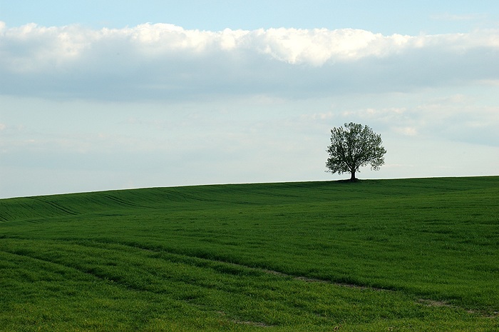 Sám