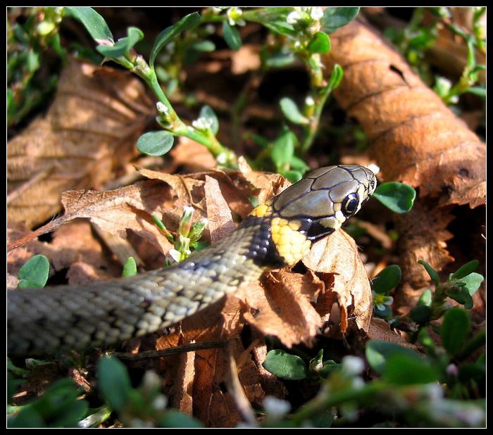 SsSsSsSsSsSsSs