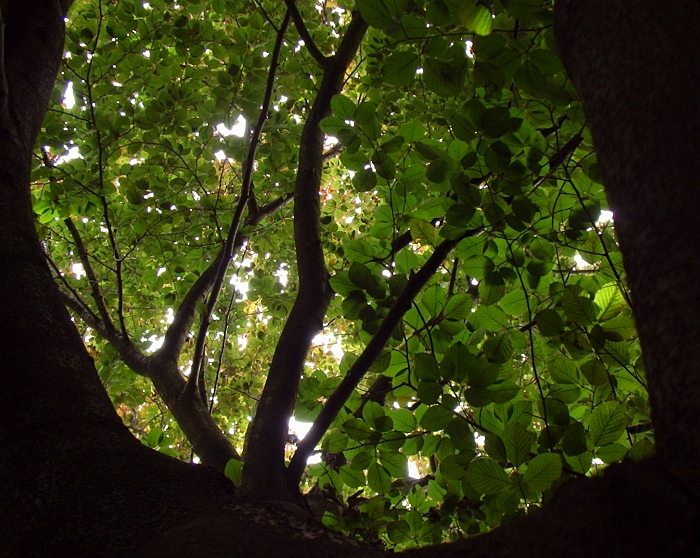 listí