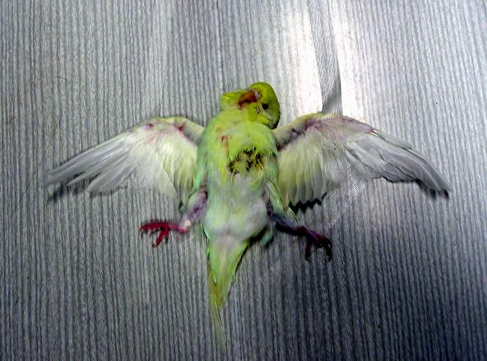 vaše oblíbené téma