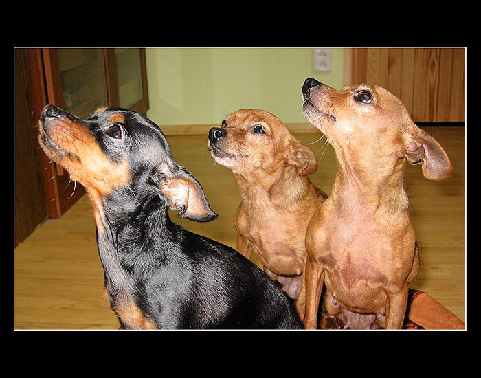 meggy+lily+peggy