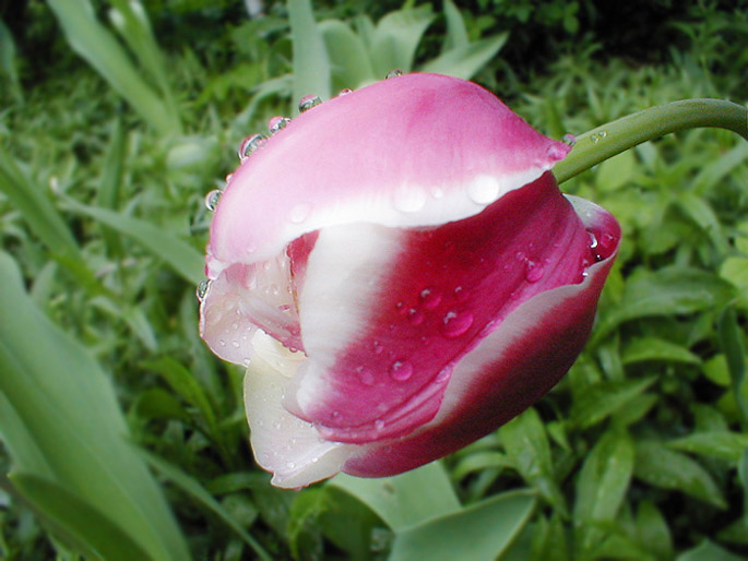 Tulipán