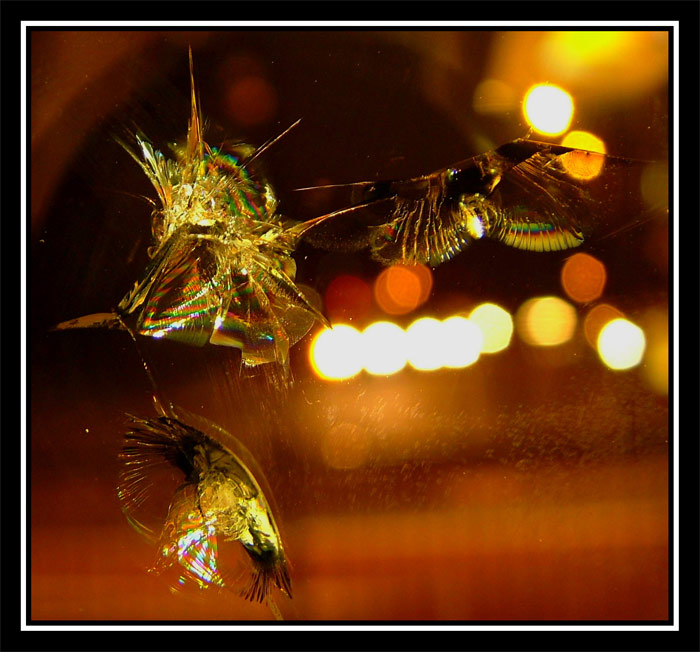 Kolibrici rodu Spectromus