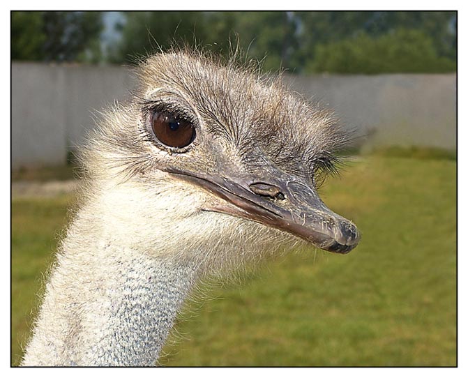 Pštrosík EMU