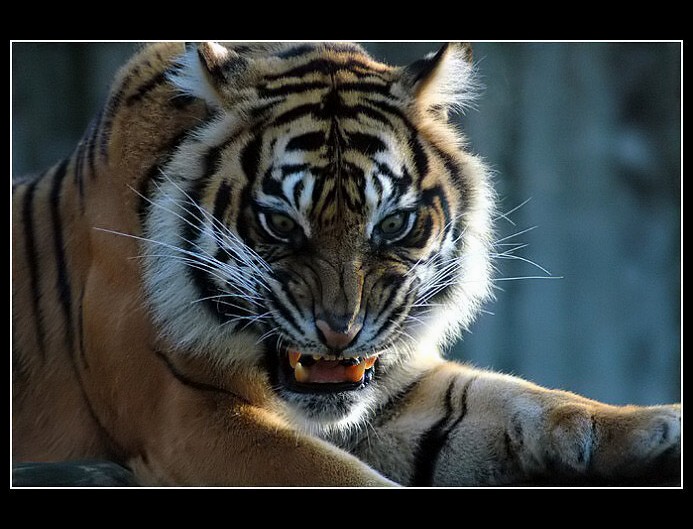 "... a mám Tě k večeři ! "