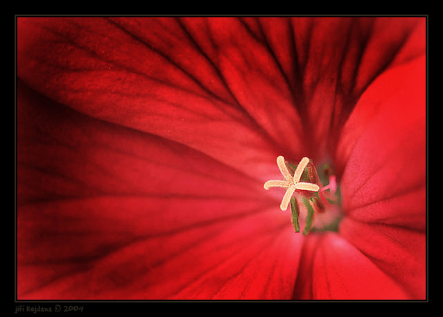 Květ pelargonie