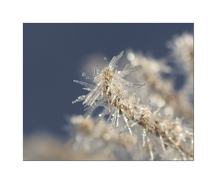 <b>..::frozen</b>