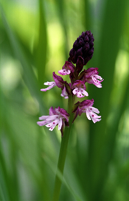 Česká orchidej