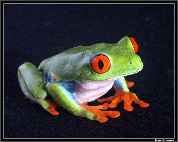 "KERMIT".