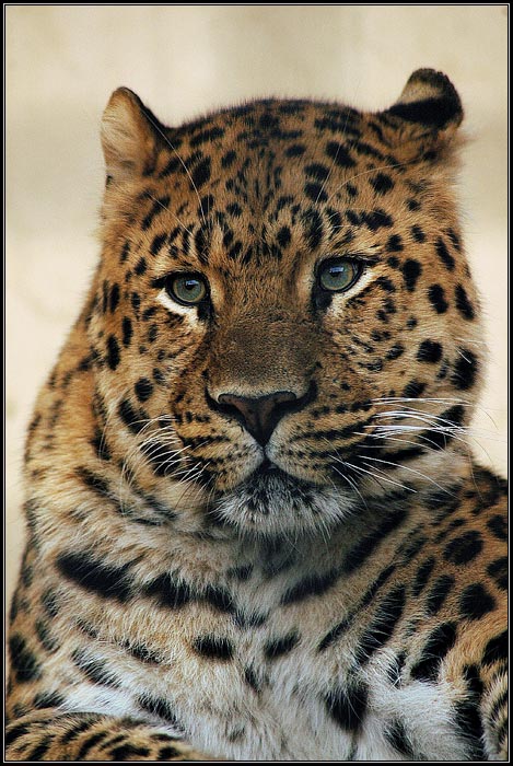 <b>KOTĚ DOMÁCÍ . . .</b><br><b>