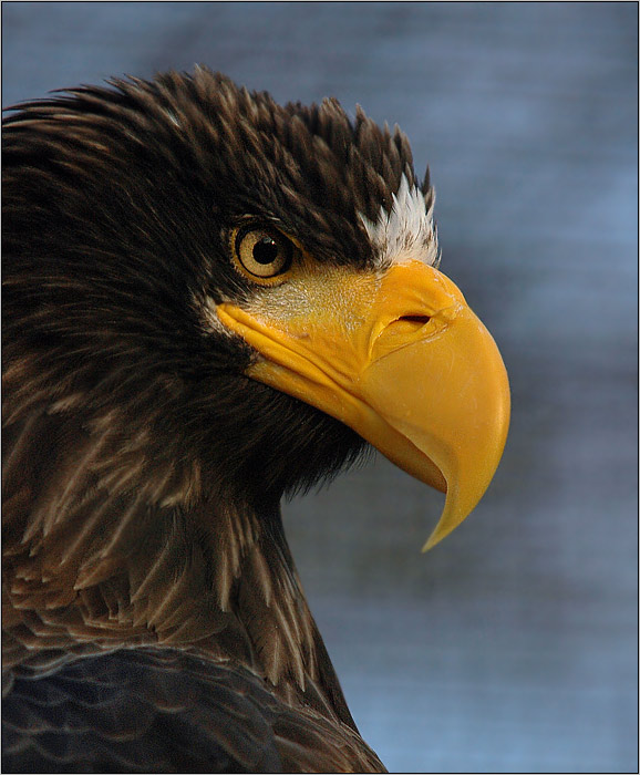 <b>TAKOVÁ OBYČEJNÁ PTÁKOVKA  III.</b><br><b>