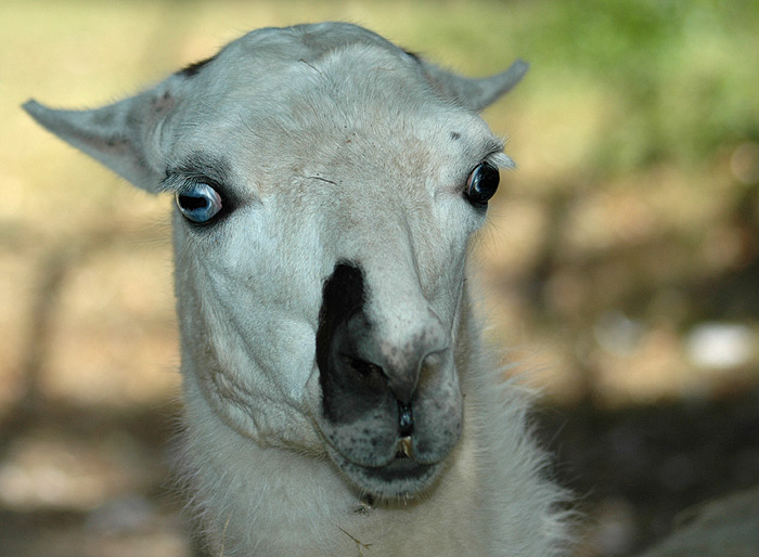 LAMA