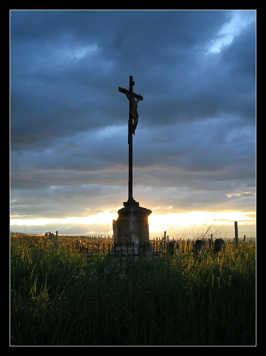 Vinice a zapad slunce
