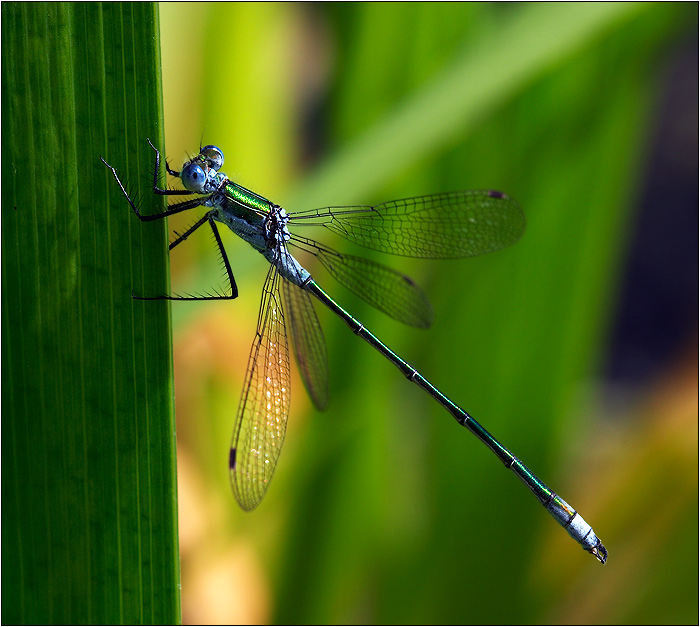 Lestes sponsa