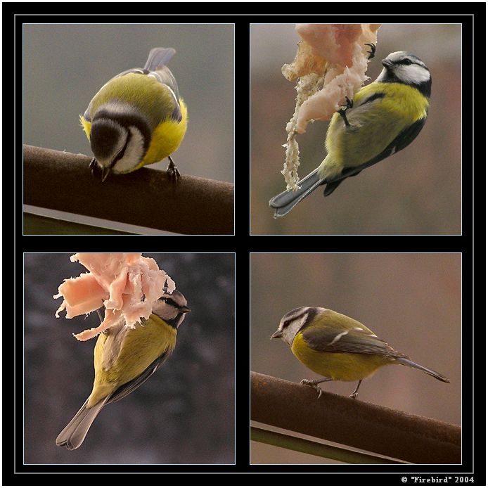 *** Kterak Sýkorka na dlabanec přišla ***