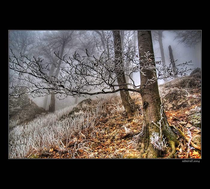 Mrazivý dych lesa II.