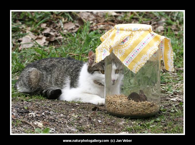 Tak na Tebe se asi nedostanu...