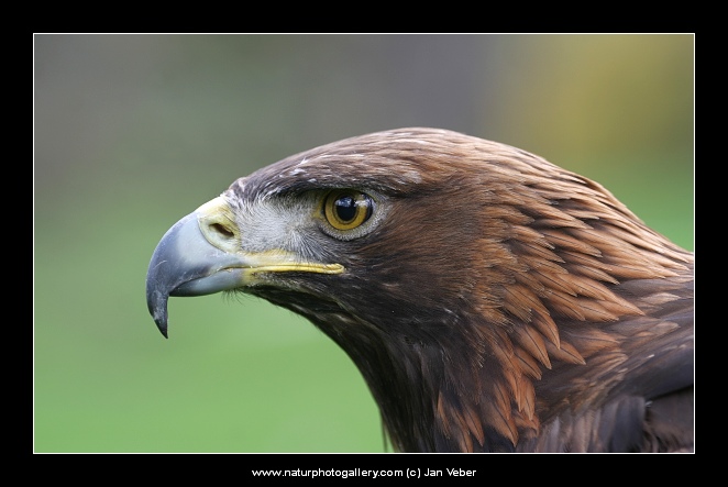 Letošní poslední portrét