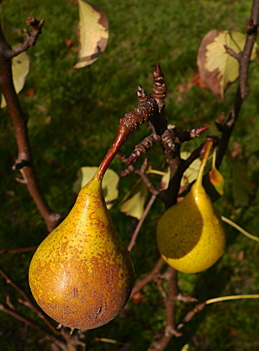 Hruška