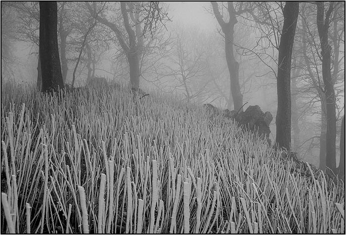 obrázky z hmly - III.