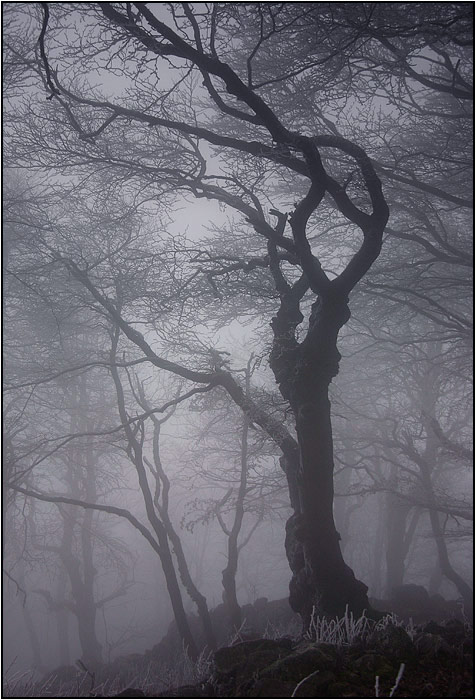 obrázky z hmly - IV.