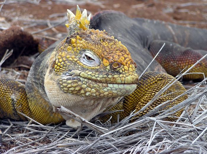 Suchozemský leguán galapážský