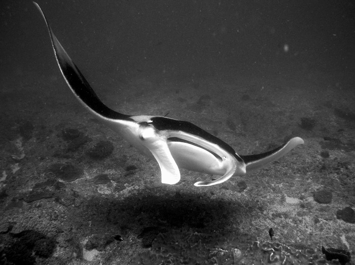 Manta