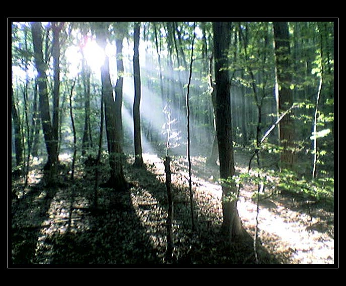 Mobilovka lesná
