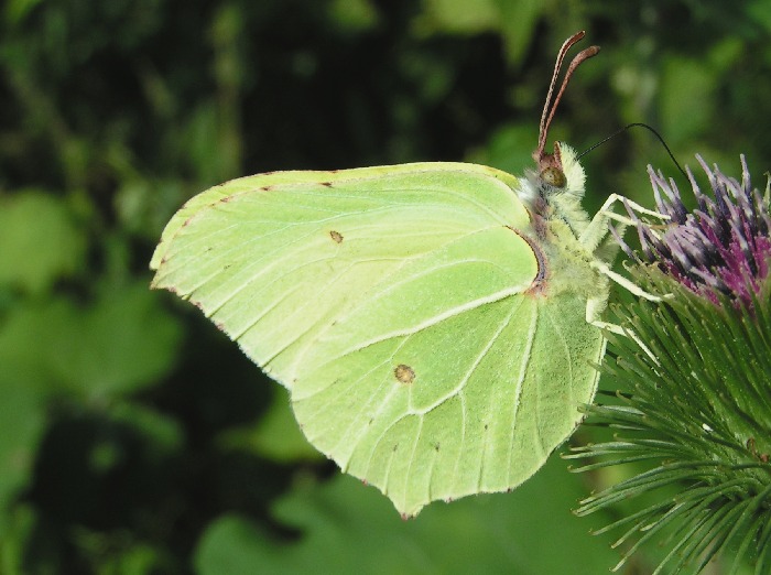 Žluťásek řešetlákový Gonepteryx rhamni
