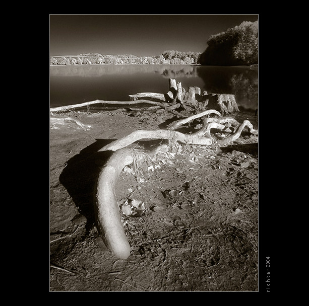 Korene mŕtveho stromu