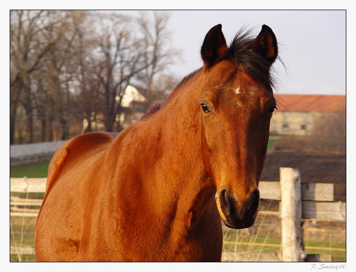 A co ty jseš zač ?