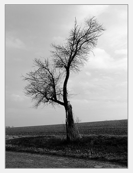 v tom širém poli stával strom zelený