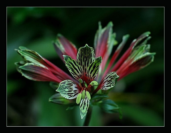 Jemný květ - divoký vzhled