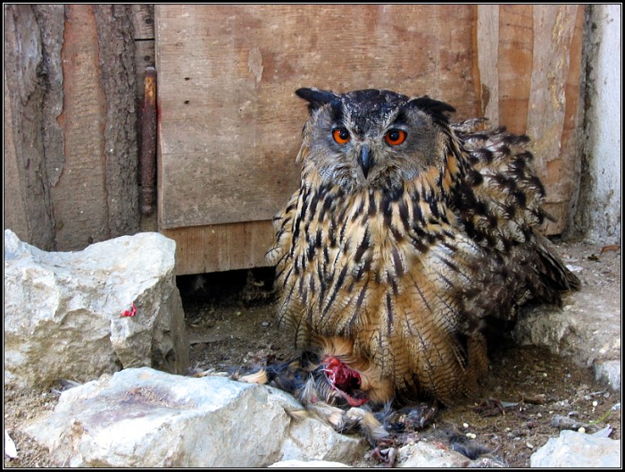 Bubo a morče