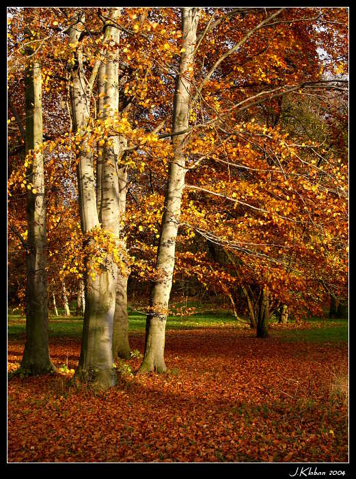 Trochu slunce do prosince!