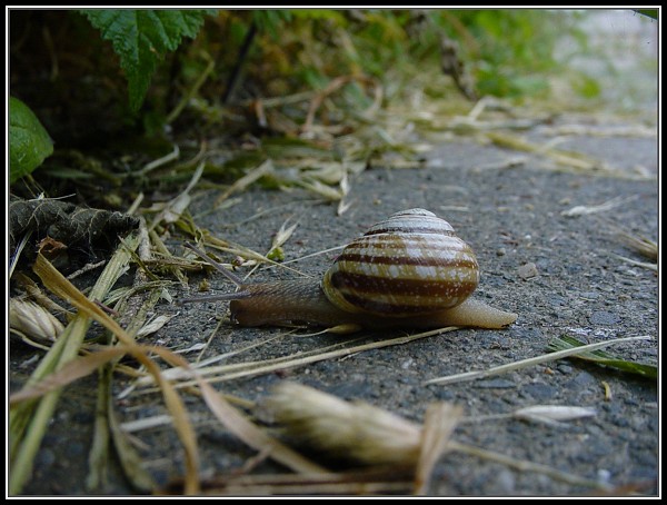 Ve šnečím světě