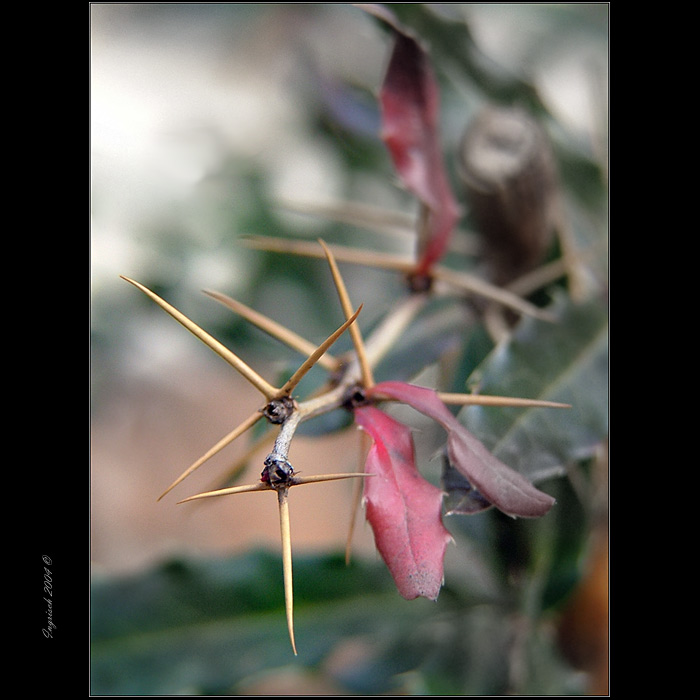 .:Flower GUARD:.