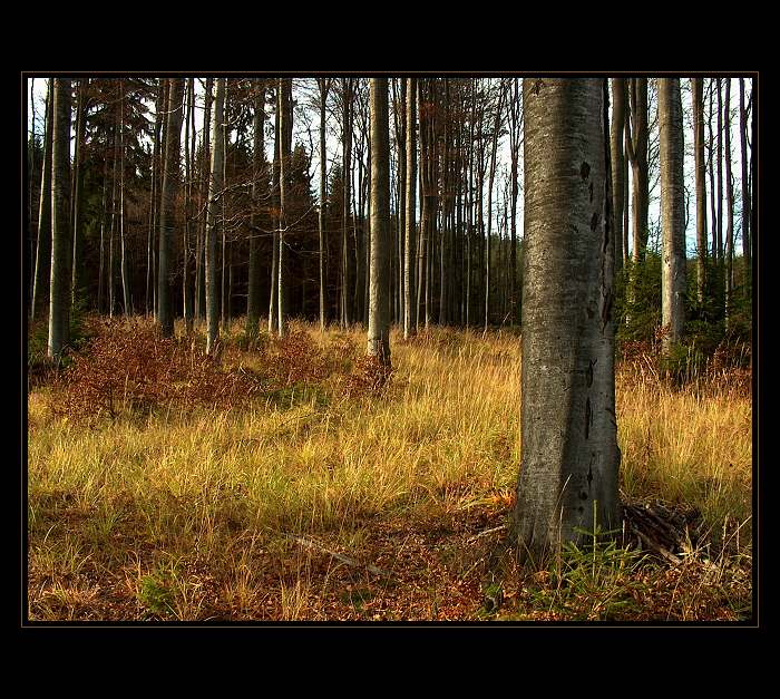 <B>PODZIMNÍ LES </B><BR>v podvečer<B><BR>