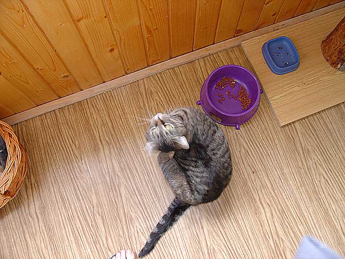 Trudy drbající se za uchem u své fialové mňam mňam misky