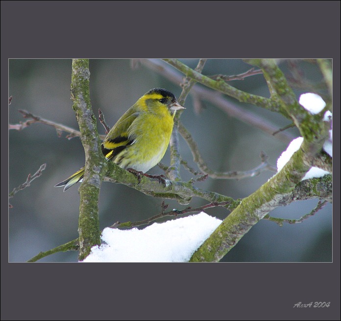 Neazapoměli jste na naši vánoční nadílku do krmítek ?