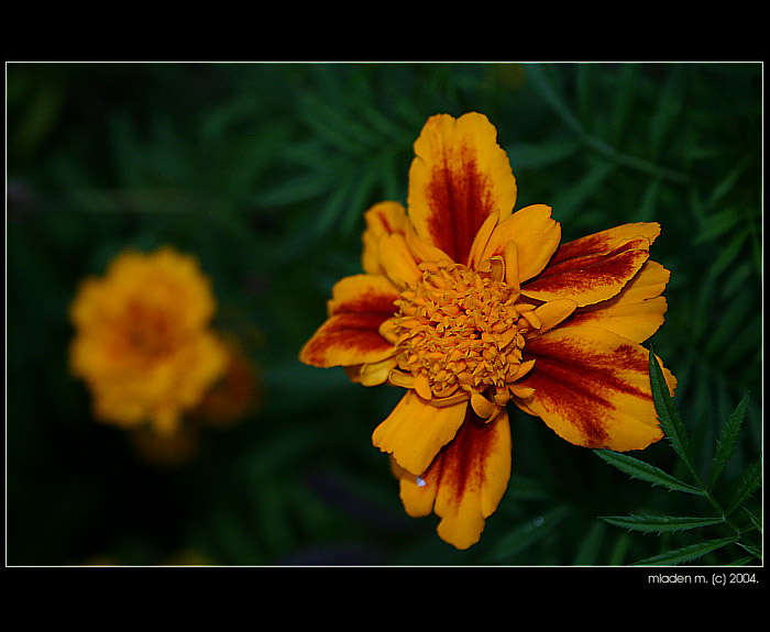 flowers from b.a.